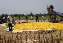 Gram Unnati team and local farmers with their fresh produce of Spring Maize in Udham Singh Nagar, Uttarakhand