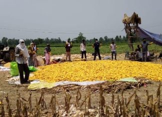 Gram Unnati team and local farmers with their fresh produce of Spring Maize in Udham Singh Nagar, Uttarakhand